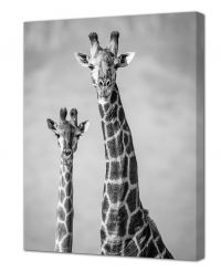 Миниатюра: Картина на холсте (канвас) 40*50 Жирафы